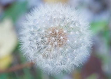 Dandelion