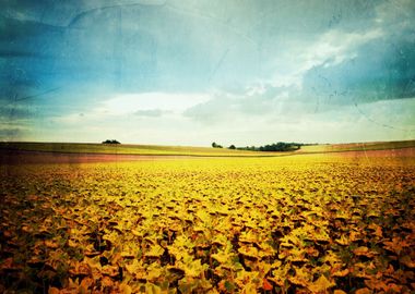 sunflower field