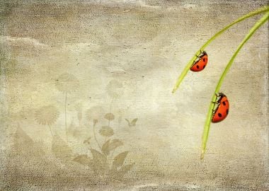 Ladybirds