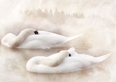 Two White Swans