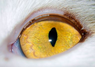 Eye