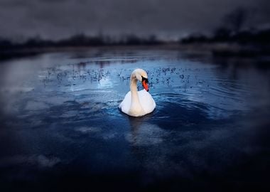 Lonely Swan