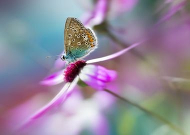 Impression with brown-blue butterfly