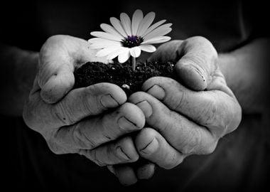 Beauty In The Hand A single osteospermum flower glowin ...