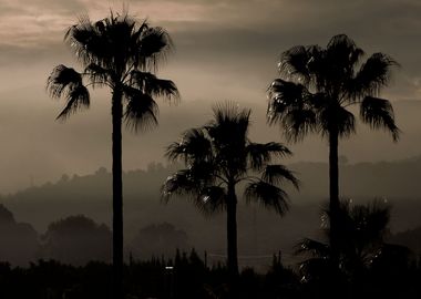 Palm Tree Silhouettes Beautiful set of palms trees sil ...