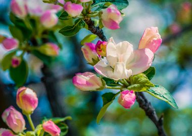 Crab Apple Flower