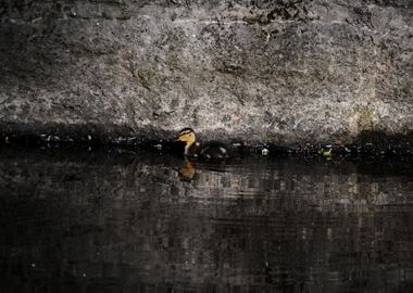 A little child anatinae swimming alone