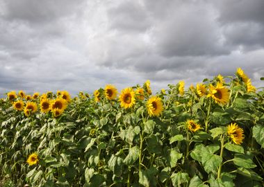 Sunflower field