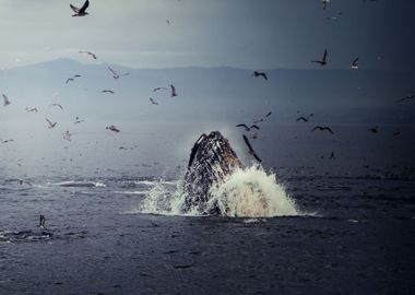 Whale in the Nature