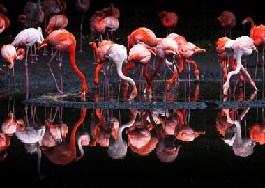 Flamingos or flamingoes are a type of wading bird in th ... 