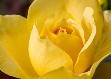 yellow roses