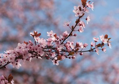 pink flowers on tree