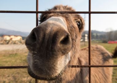 donkey in the farm