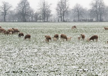 sheep in the farm