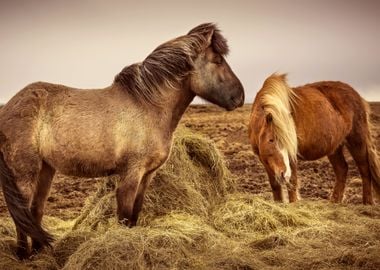 The Icelandic horse is a breed of horse developed in Ic ...