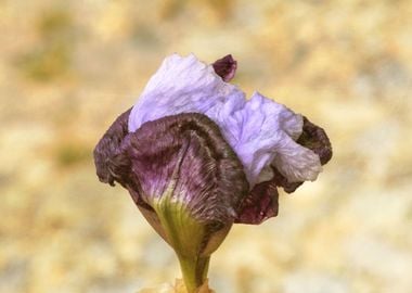 iris in bloom