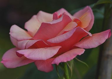 roses in the garden