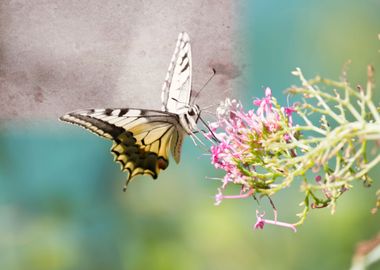 butterfly on flower