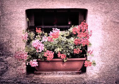 flower in the vase