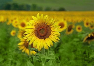 A field of vibrant golden yellow sunflowers in Central  ... 