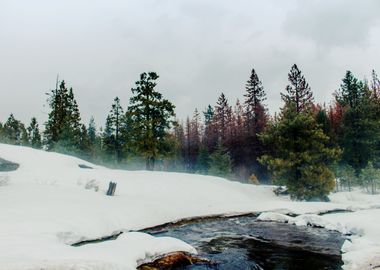 Snowy day near Dinkey Creek.