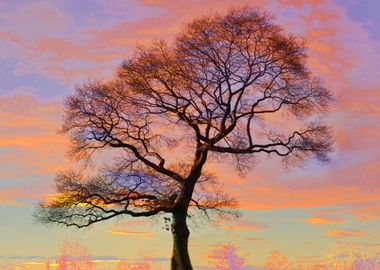 Lonely Tree Silhouette