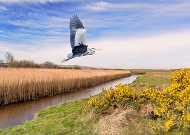 A hungry Heron flying over a river