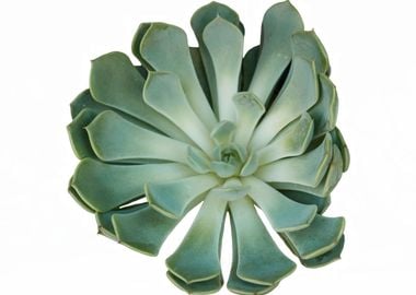 succulent plant in the garden