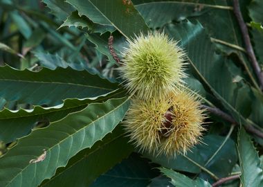 chestnut hedgehog on tree