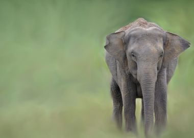 elephant in the jungle