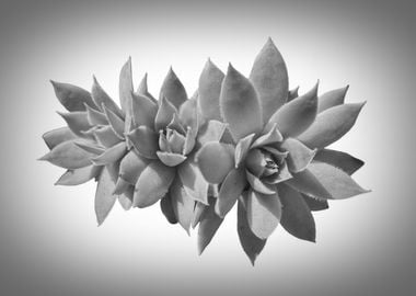 succulent plant in the garden