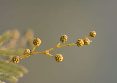 Bud of Mimosa