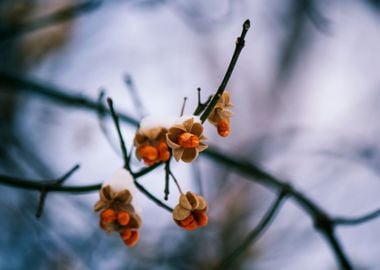 Winter fruit covered by snow