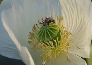 Beetle on a white poppy