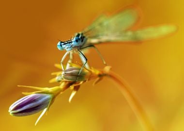 Blue dragonfly on purple flower