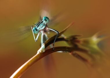 Blue dragonfly sitting on the flower