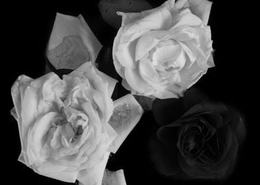 White roses