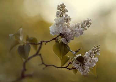 Fresh branch of while blooming lilacs