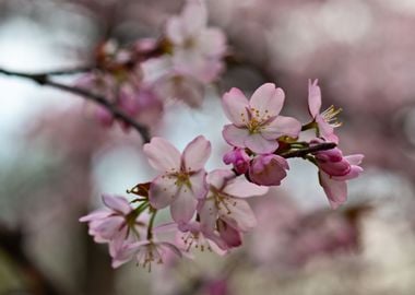 Sakura Cherry Blossoms