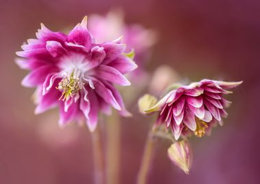 Light pink columbine flowers