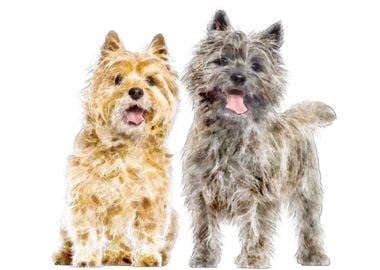 Cairn terrier couple