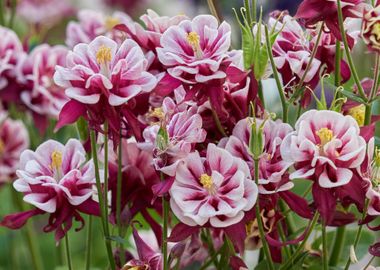 aquilegia flower in bloom in the garden