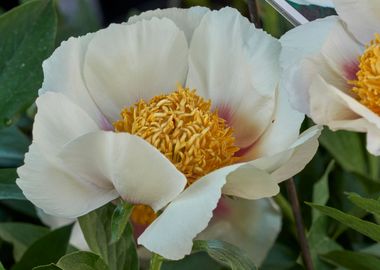 peony in the garden