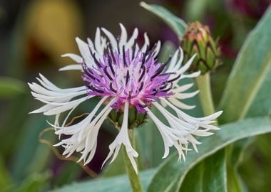 cornflower in bloom in the garden