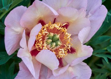 peony in the garden