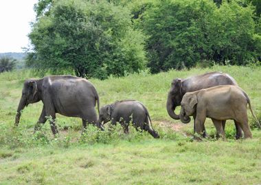 group elephants in the sav