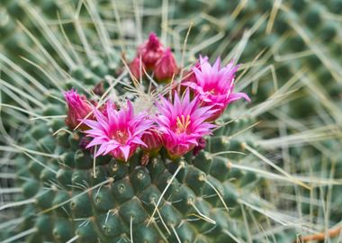 succulent plant in bloom i