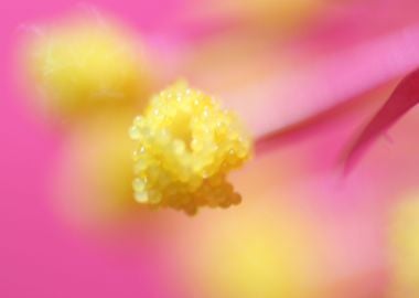 Flower Pollen