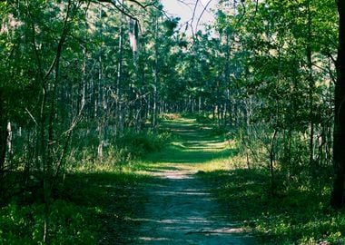 Hiking trail Ocala Fl