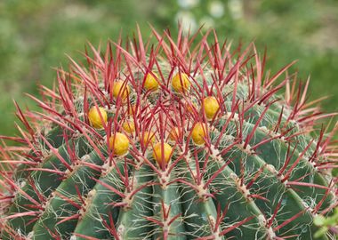 succulent plant in bloom 